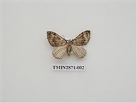 藏品(尺蛾596)的圖片